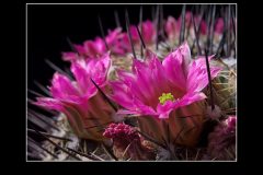 Mammillaria melanocentra