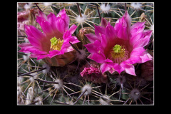 Mammillaria melanocentra
