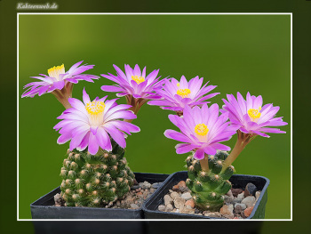 Mammillaria saboae ssp. roczekii