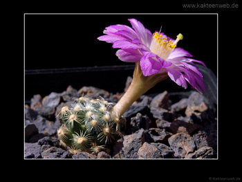 Mammillaria saboae ssp. roczekii