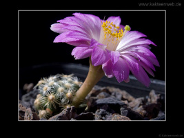 Mammillaria saboae ssp. roczekii