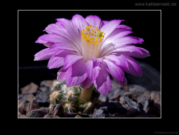 Mammillaria saboae ssp. roczekii