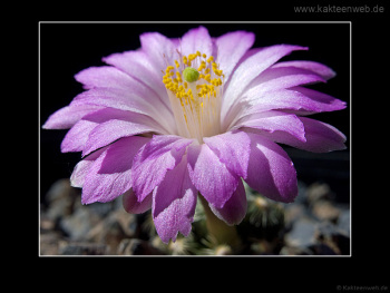 Mammillaria saboae ssp. roczekii
