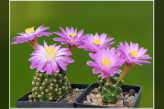 Mammillaria saboae ssp. roczekii