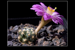 Mammillaria saboae ssp. roczekii