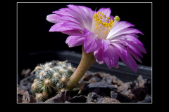 Mammillaria saboae ssp. roczekii