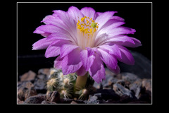 Mammillaria saboae ssp. roczekii