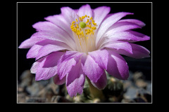 Mammillaria saboae ssp. roczekii