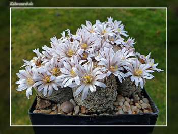 Mammillaria sanchez-mejoradae