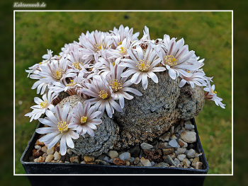 Mammillaria sanchez-mejoradae