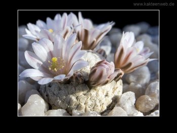 Mammillaria sanchez-mejoradae