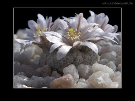 Mammillaria sanchez-mejoradae