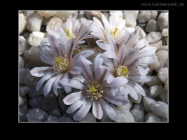Mammillaria sanchez-mejoradae