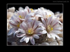 Mammillaria sanchez-mejoradae