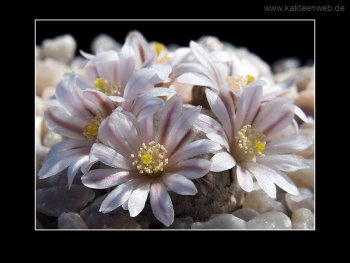 Mammillaria sanchez-mejoradae