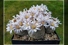 Mammillaria sanchez-mejoradae