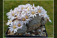 Mammillaria sanchez-mejoradae