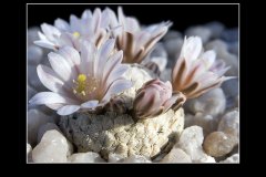 Mammillaria sanchez-mejoradae