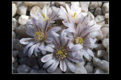 Mammillaria sanchez-mejoradae