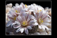 Mammillaria sanchez-mejoradae
