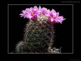 Mammillaria schumannii