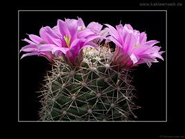 Mammillaria schumannii