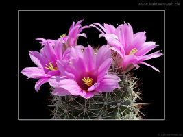 Mammillaria schumannii