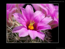 Mammillaria schumannii