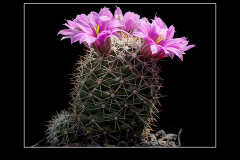 Mammillaria schumannii