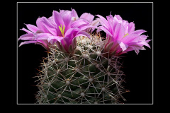 Mammillaria schumannii