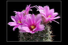 Mammillaria schumannii