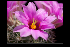 Mammillaria schumannii