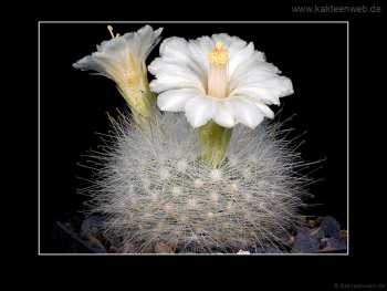 Mammillaria senilis var. albiflora