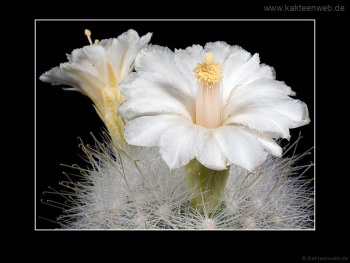 Mammillaria senilis var. albiflora
