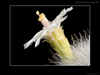 Mammillaria senilis var. albiflora