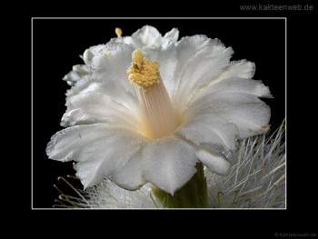 Mammillaria senilis var. albiflora