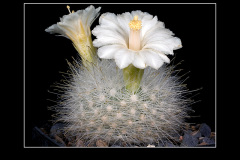 Mammillaria senilis var. albiflora