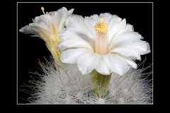 Mammillaria senilis var. albiflora