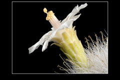 Mammillaria senilis var. albiflora