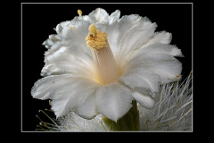 Mammillaria senilis var. albiflora