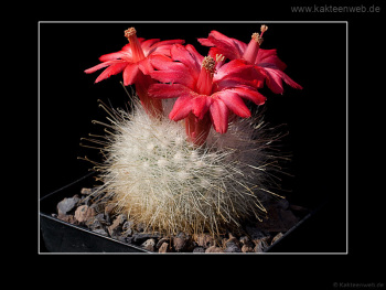 Mammillaria senilis