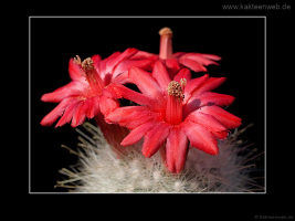 Mammillaria senilis