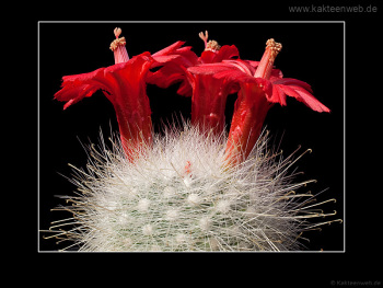 Mammillaria senilis