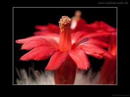 Mammillaria senilis