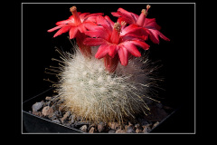 Mammillaria senilis