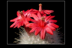 Mammillaria senilis