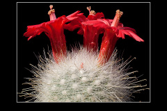 Mammillaria senilis