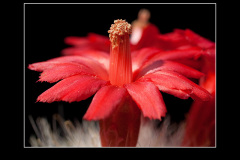 Mammillaria senilis