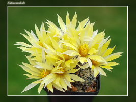 Mammillaria sphaerica