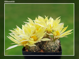 Mammillaria sphaerica